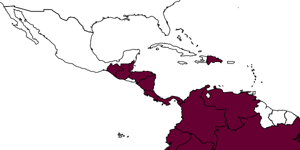 map of Anteon panamense     Olmi, 1984